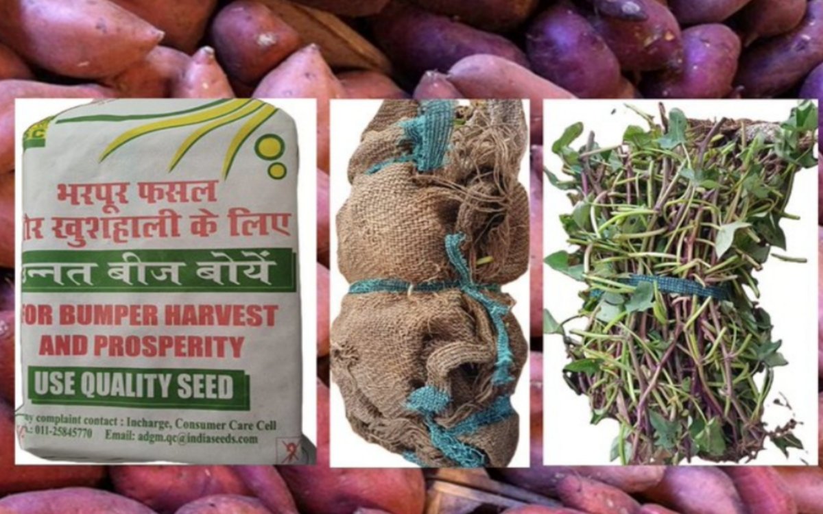 https://bharatrice.org/sweet-potato-powerhouse-nscs-bhu-krishna-vines-now-on-mystore/